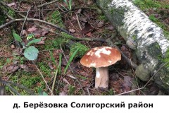 berezovka2