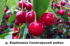 berezovka3