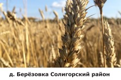 berezovka4