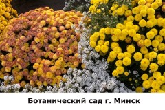 botanicheskij2
