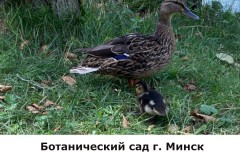 botanicheskij4